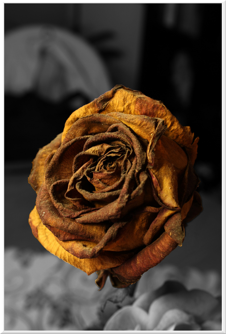 Rose in schwarz/weiß zweiter Versuch