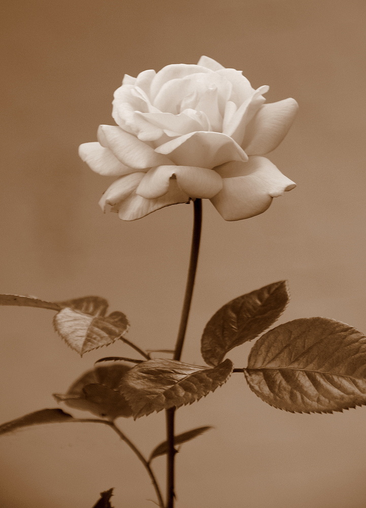 Rose in Sepia