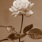 Rose in Sepia