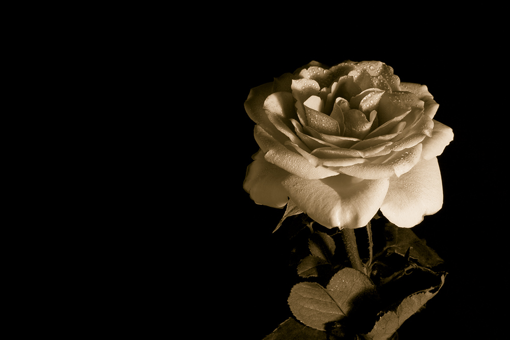 Rose in Sepia
