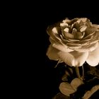 Rose in Sepia