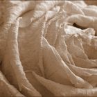 Rose in Sepia