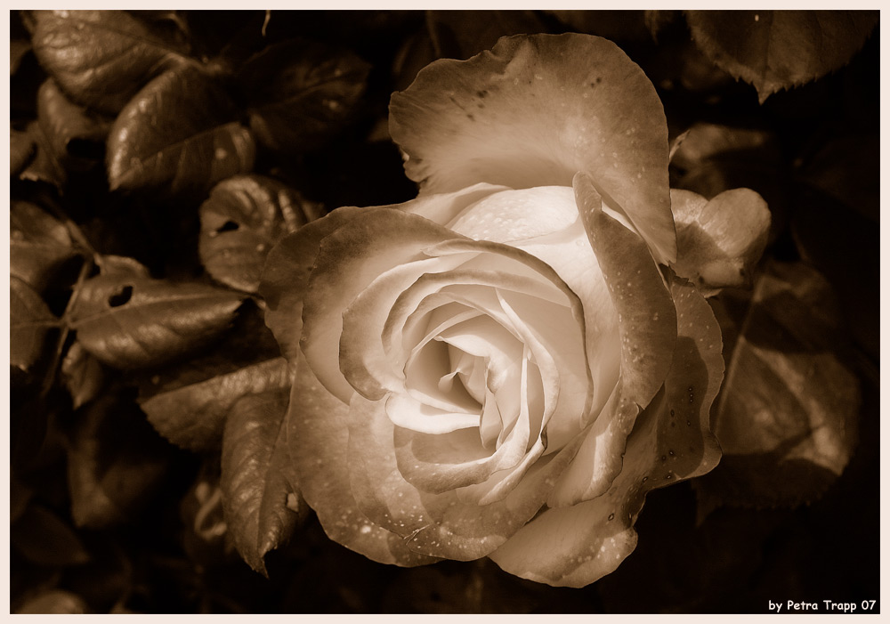 Rose in Sepia