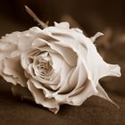 Rose in Sepia