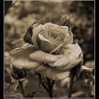 Rose in Sepia