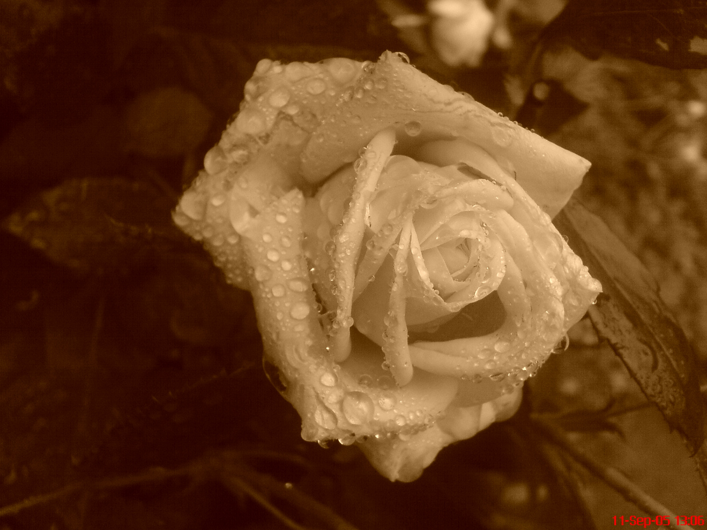 Rose in Sepia