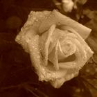 Rose in Sepia