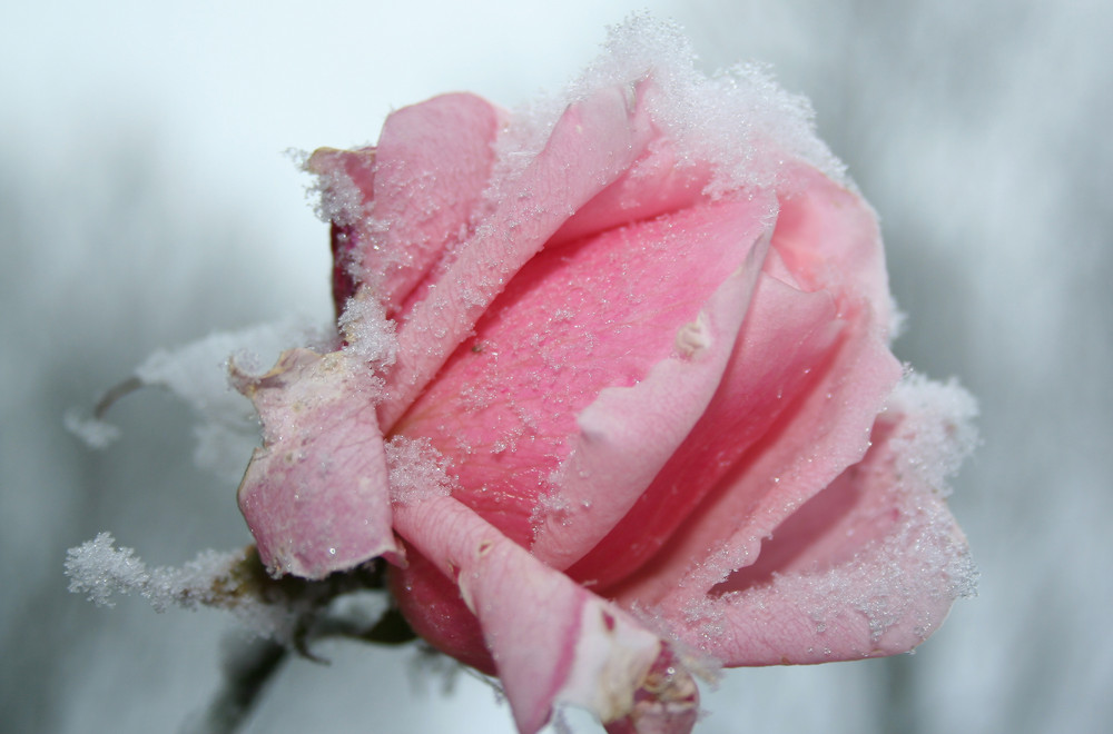 rose in snow