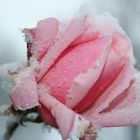 rose in snow