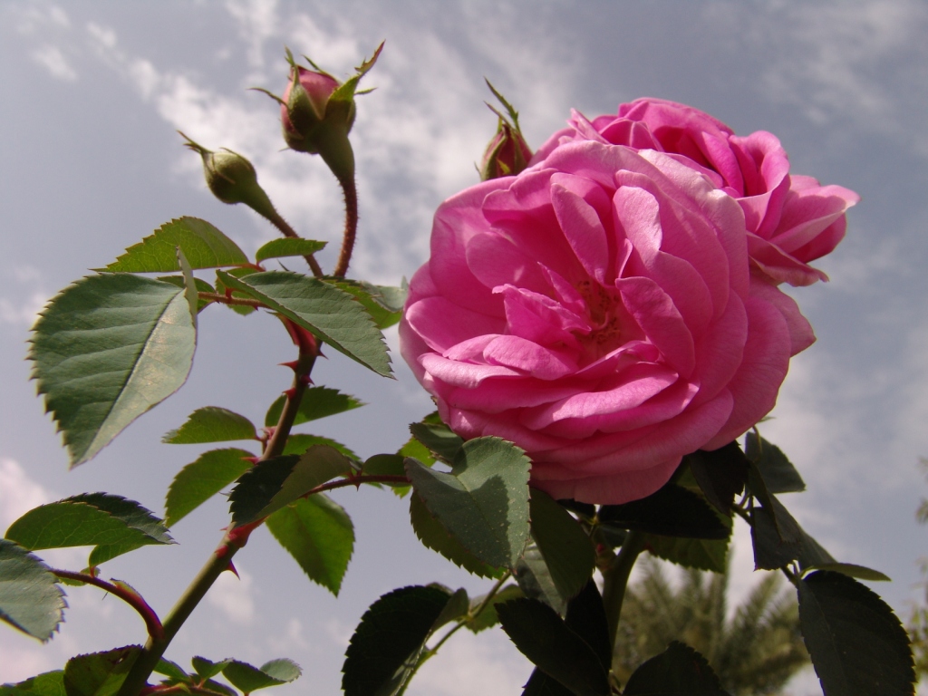 Rose in south Iran 1