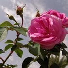 Rose in south Iran 1