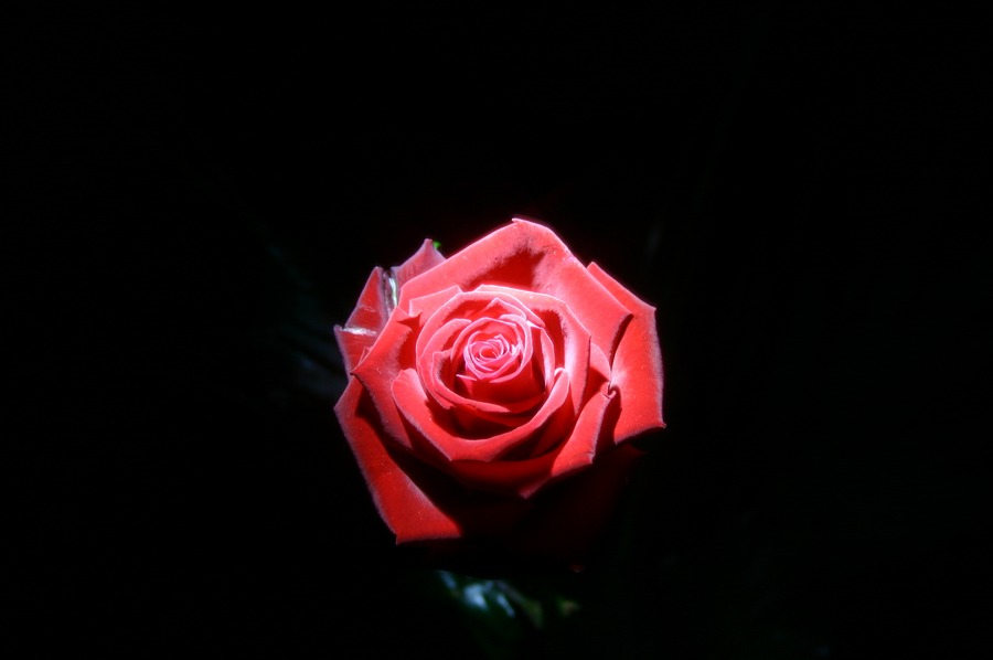 Rose in the Dark 2