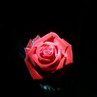 Rose in the Dark 2