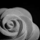 rose in the dark