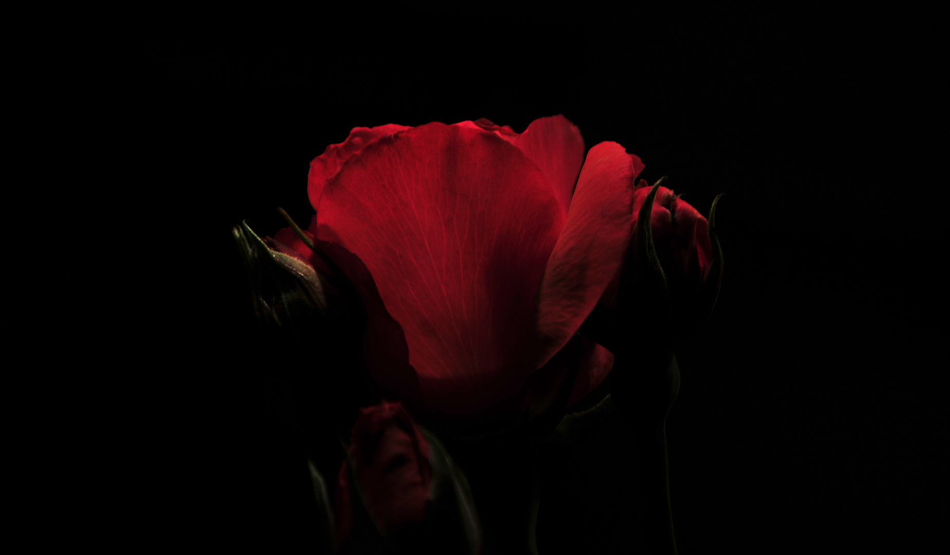 Rose in the Dark