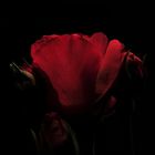 Rose in the Dark