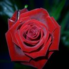 Rose in the Dark