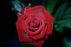 Rose in the Dark