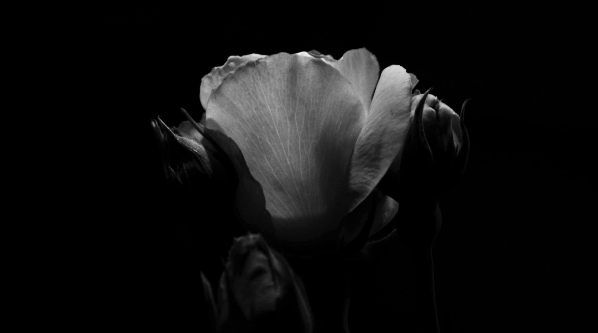 Rose in the Dark II