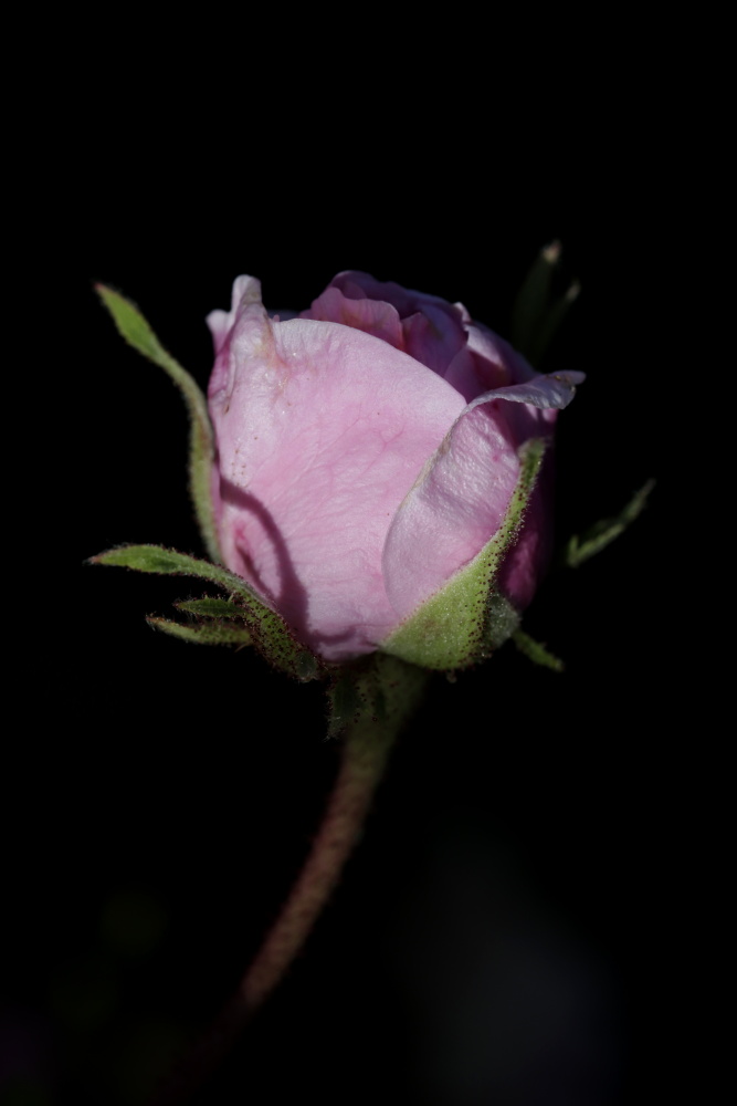 Rose in the evening