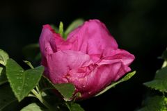 Rose in the evening