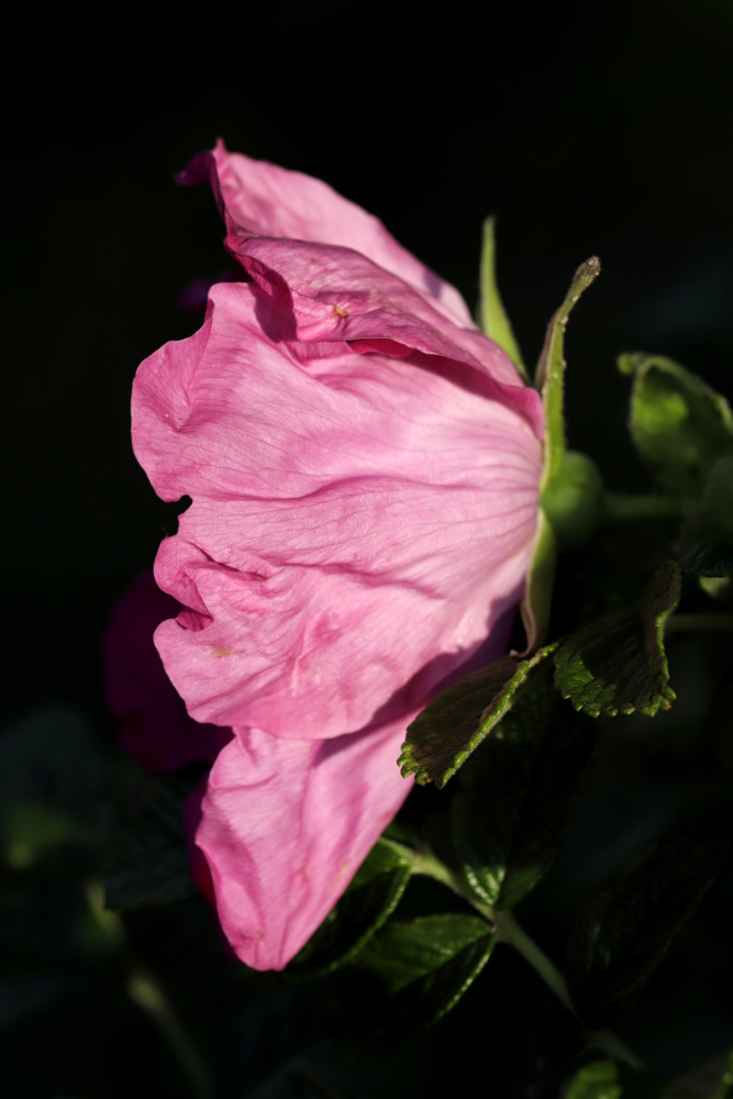 Rose in the evening