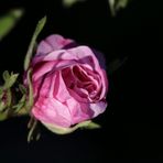 Rose in the evening