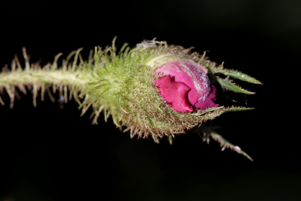 Rose in the evening