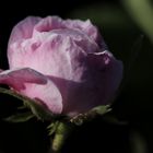 Rose in the evening