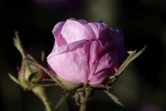 Rose in the evening sun