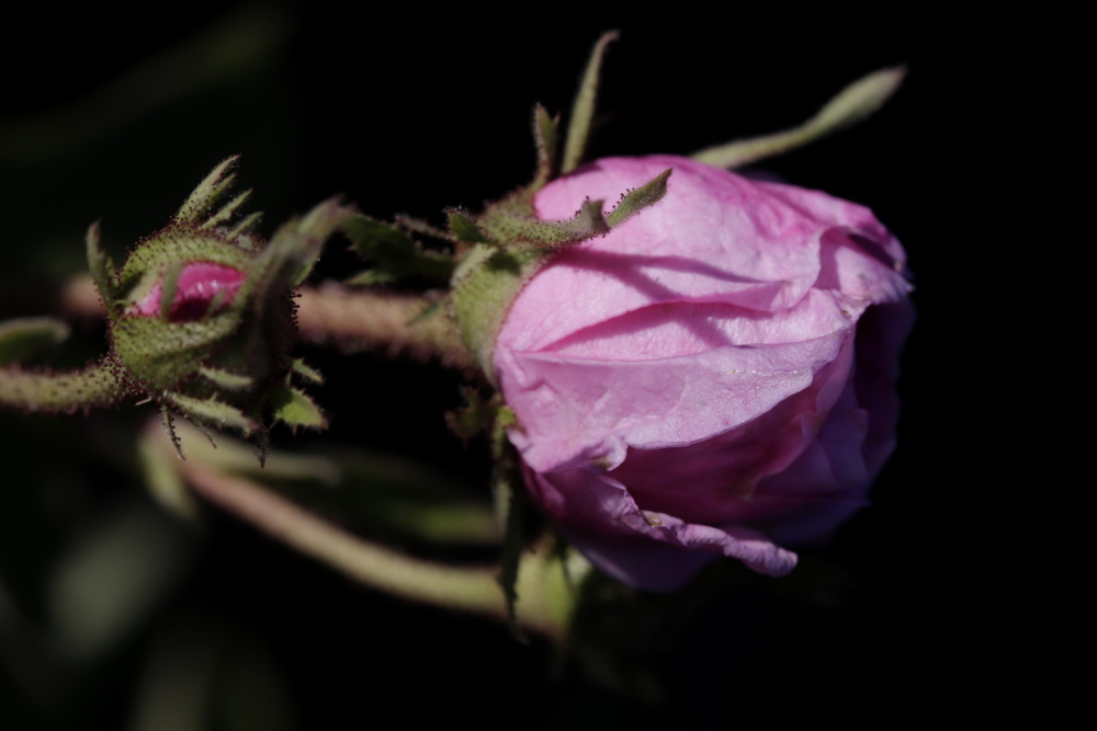 Rose in the evening sun