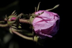 Rose in the evening sun