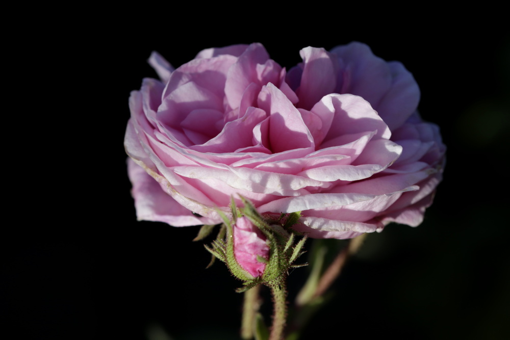 Rose in the evening sun