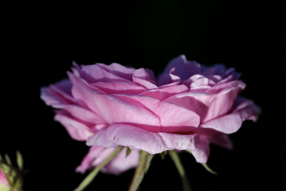 Rose in the evening sun