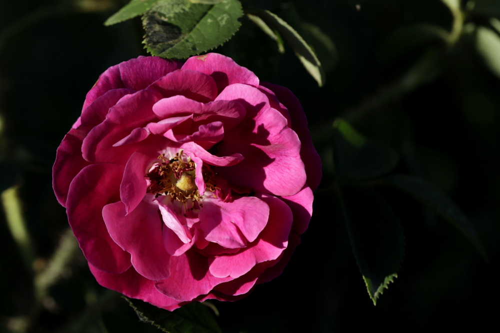 Rose in the evening sun