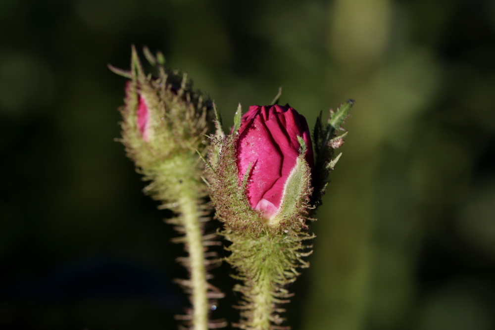 Rose in the evening sun