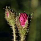 Rose in the evening sun