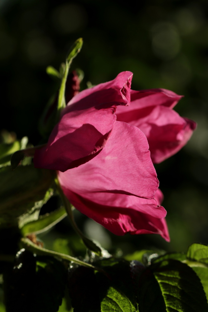 Rose in the evening sun