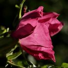 Rose in the evening sun