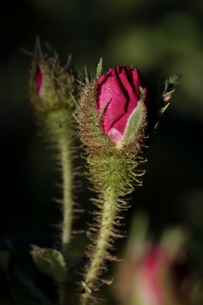 Rose in the evening sun