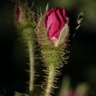 Rose in the evening sun