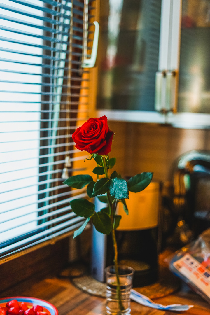 Rose in the kitchen 