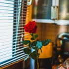 Rose in the kitchen 