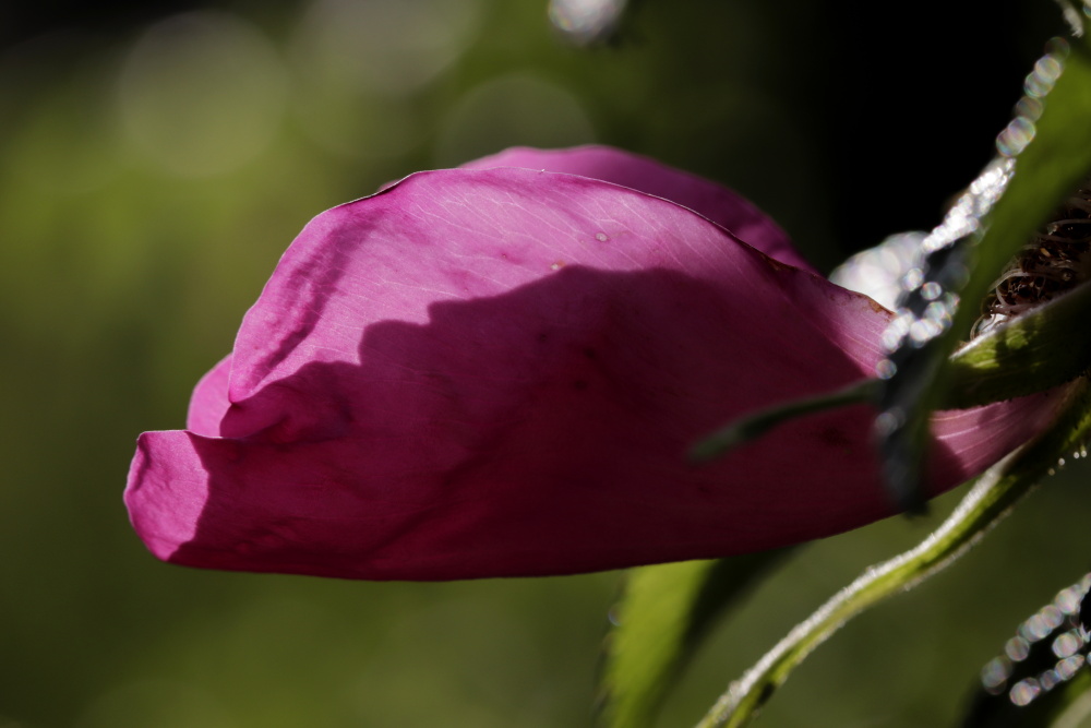 Rose in the last evening sun