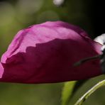 Rose in the last evening sun