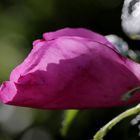 Rose in the last evening sun