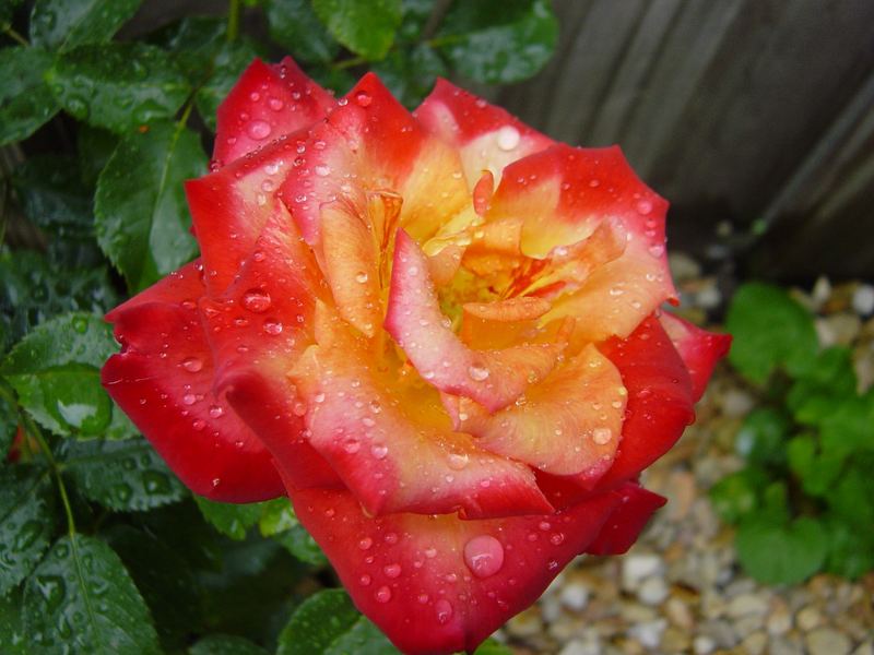 rose in the rain