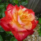 rose in the rain