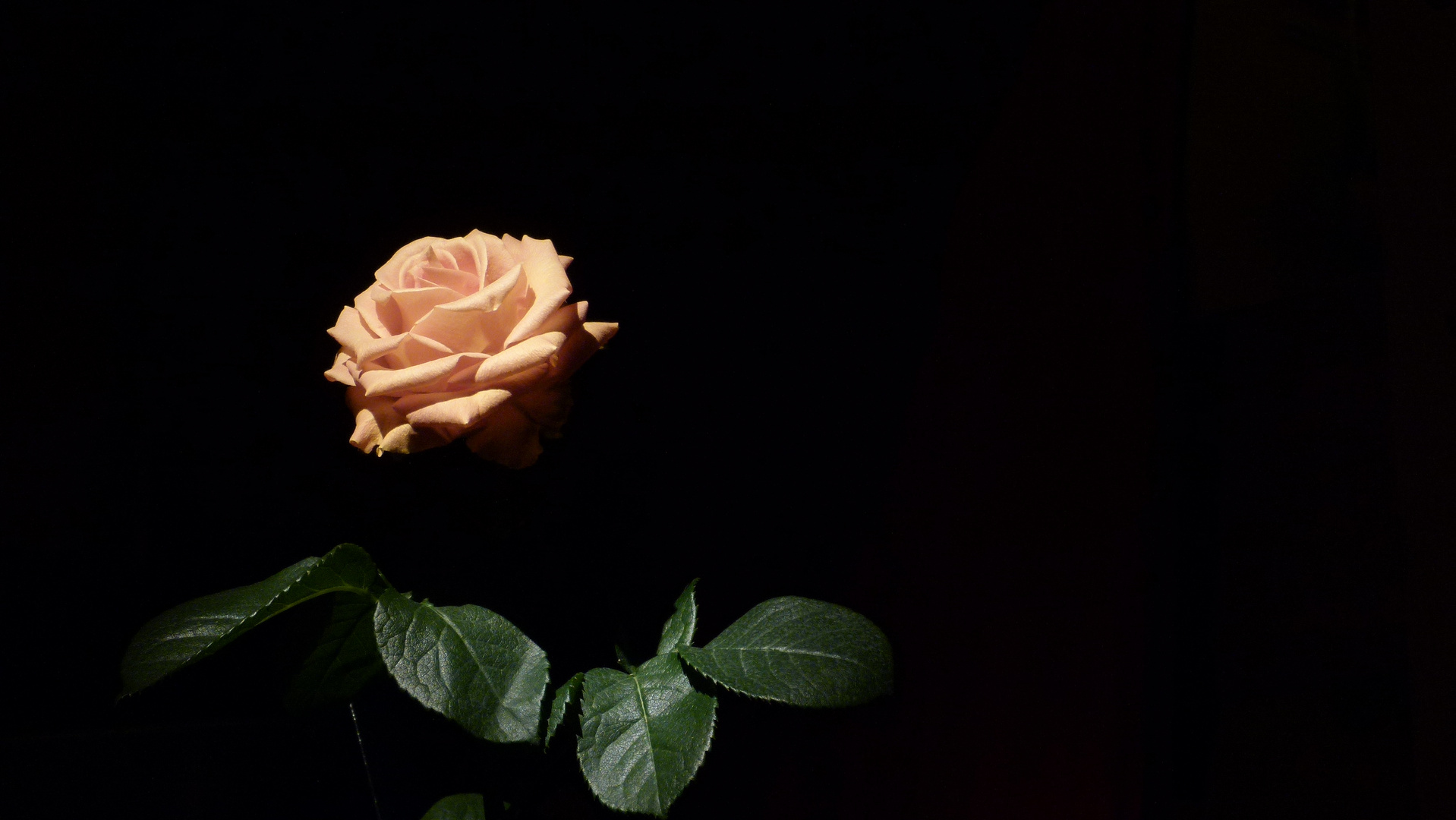 rose in the spotlight