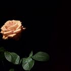 rose in the spotlight